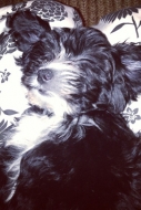 Miranda Cosgrove Puppy