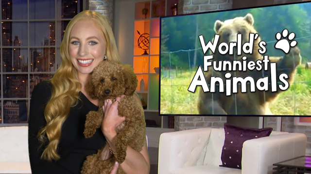 World's Funniest Animals' Premieres TONIGHT – Don't Miss It! - POPSTAR!